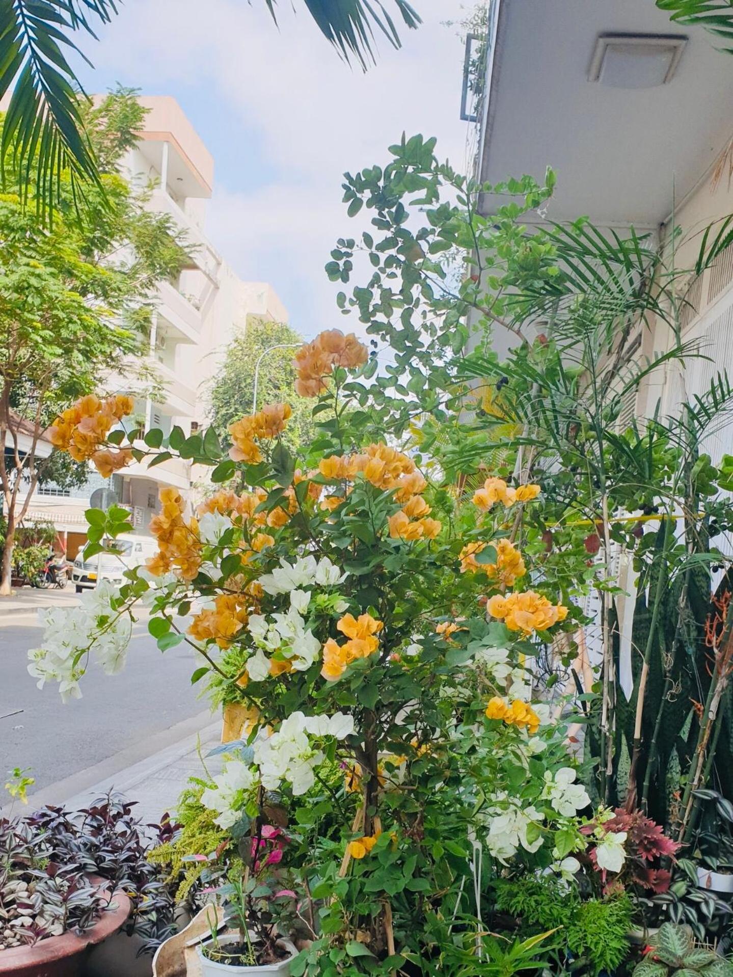 Chez Lotus Rose Hotel Ho Chi Minh City Bagian luar foto